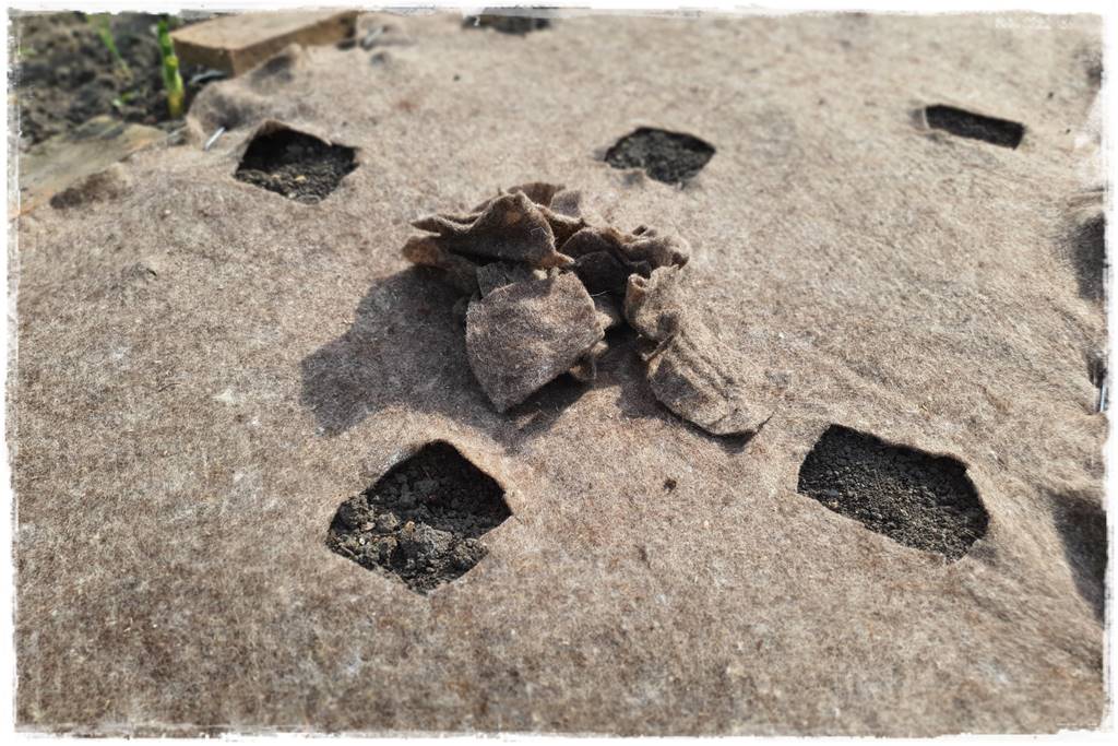 ściółkowanie wełną owczą 25 ściółkowanie wełną owczą 25