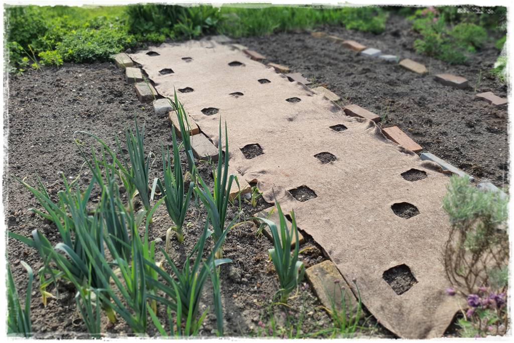 ściółkowanie wełną owczą 26 ściółkowanie wełną owczą 26