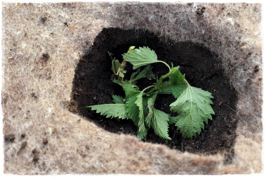 ściółkowanie wełną owczą 28 ściółkowanie wełną owczą 28