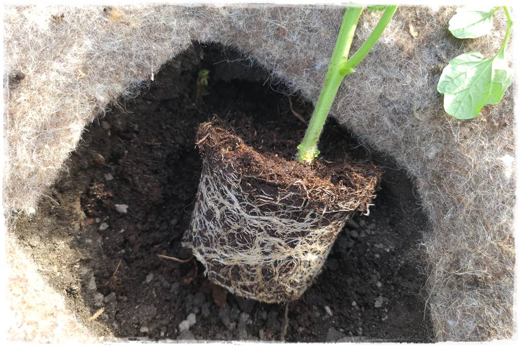 ściółkowanie wełną owczą 29 ściółkowanie wełną owczą 29