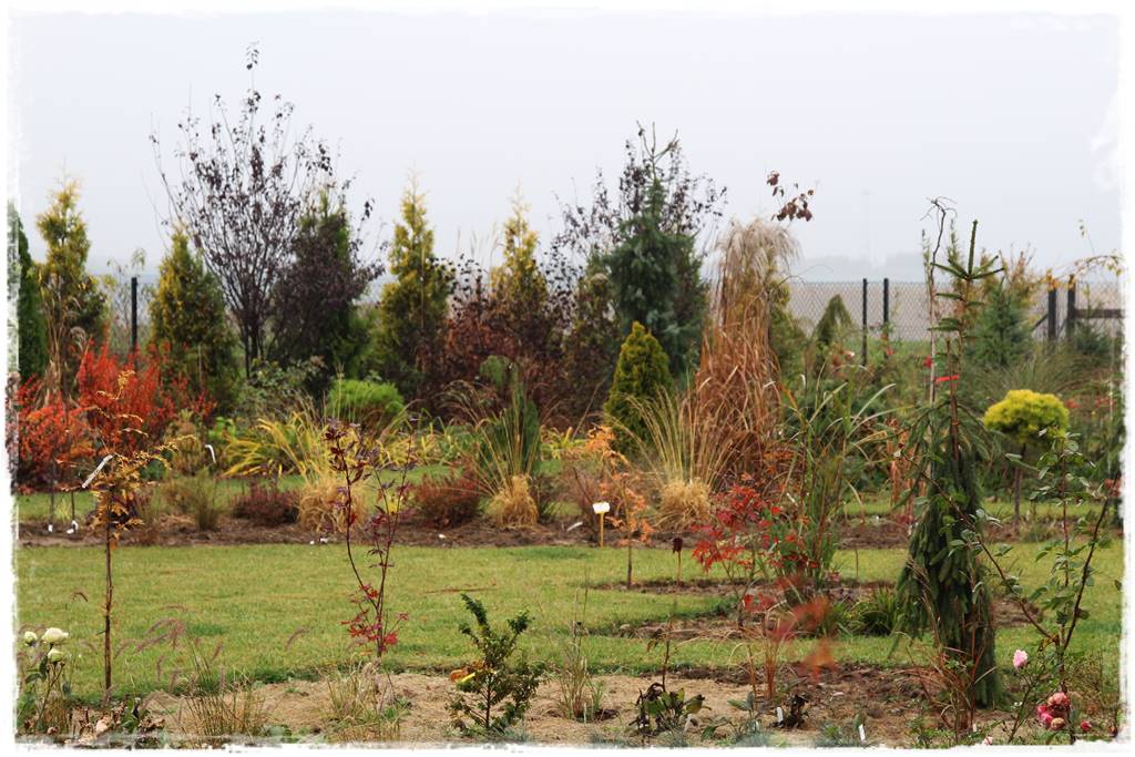 ściółkowanie wełną owczą 3