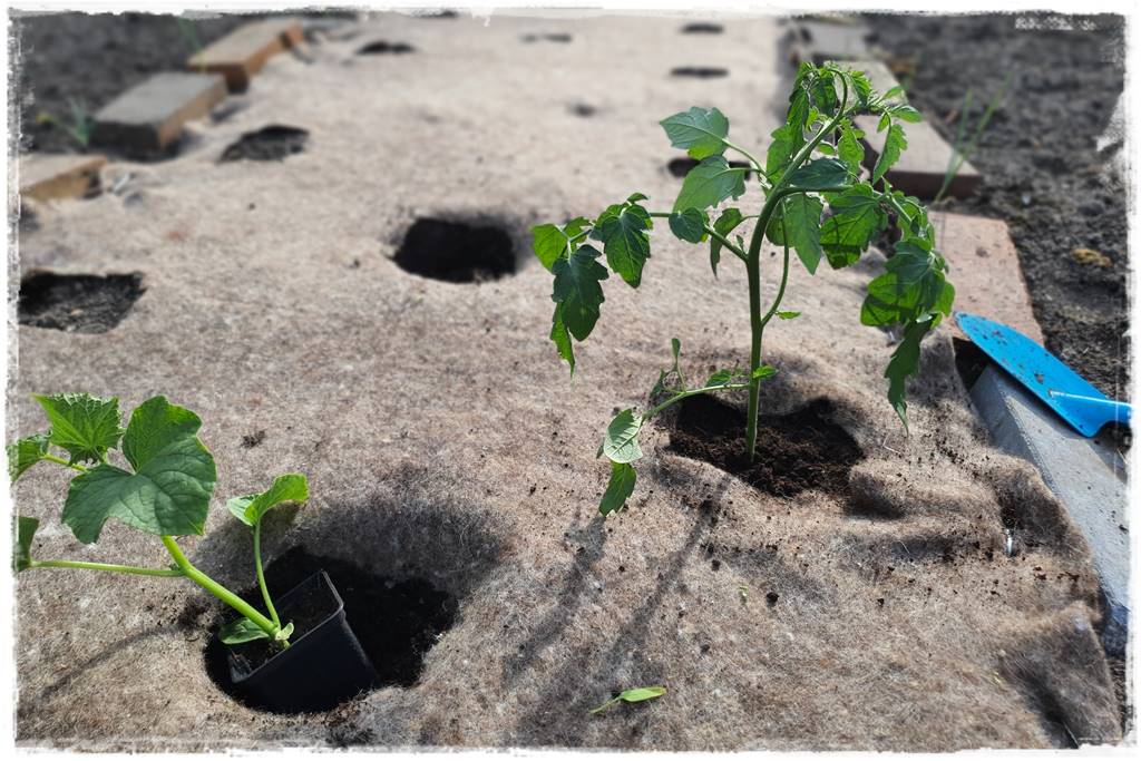 ściółkowanie wełną owczą 30 ściółkowanie wełną owczą 30