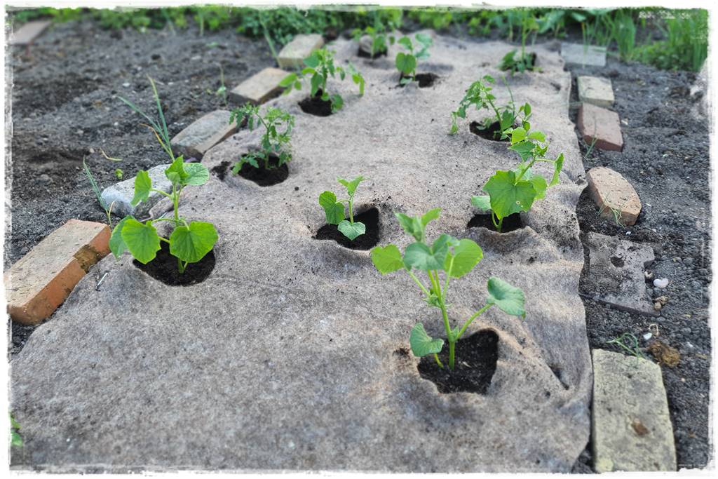 ściółkowanie wełną owczą 31 ściółkowanie wełną owczą 31