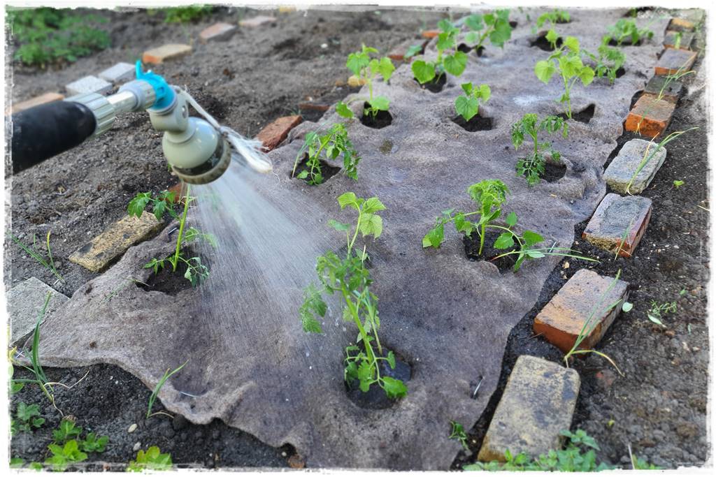 ściółkowanie wełną owczą 36 ściółkowanie wełną owczą 36