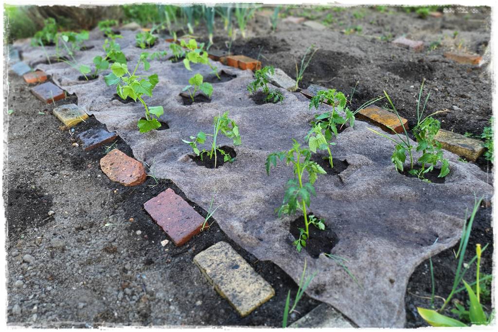 ściółkowanie wełną owczą 37 ściółkowanie wełną owczą 37