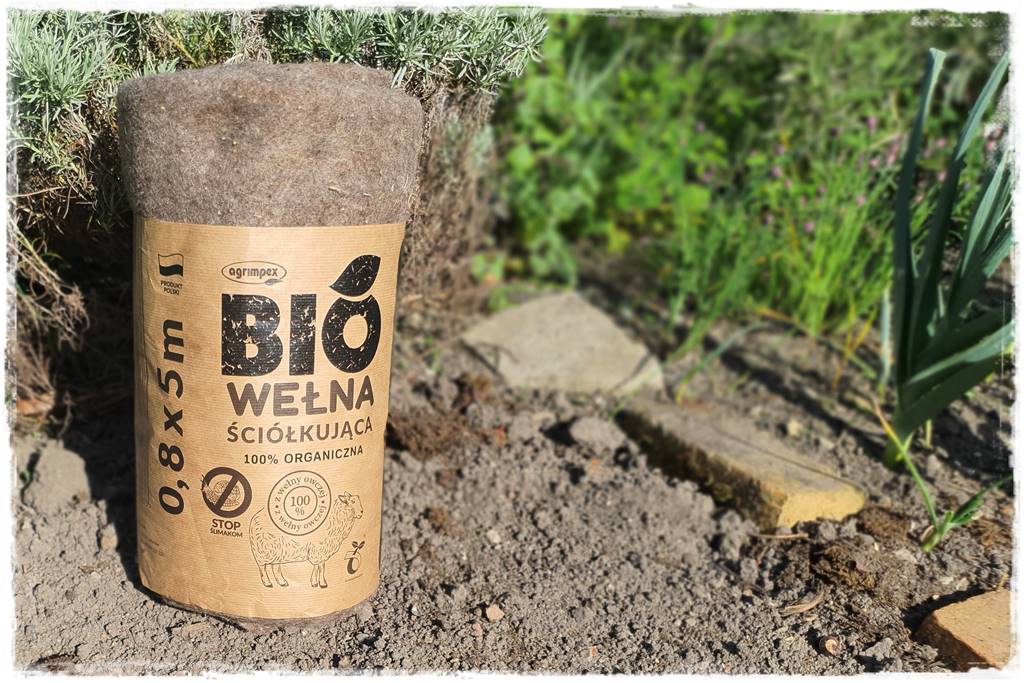 ściółkowanie wełną owczą 4 ściółkowanie wełną owczą 4