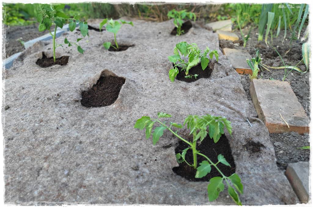 ściółkowanie wełną owczą 5 ściółkowanie wełną owczą 5