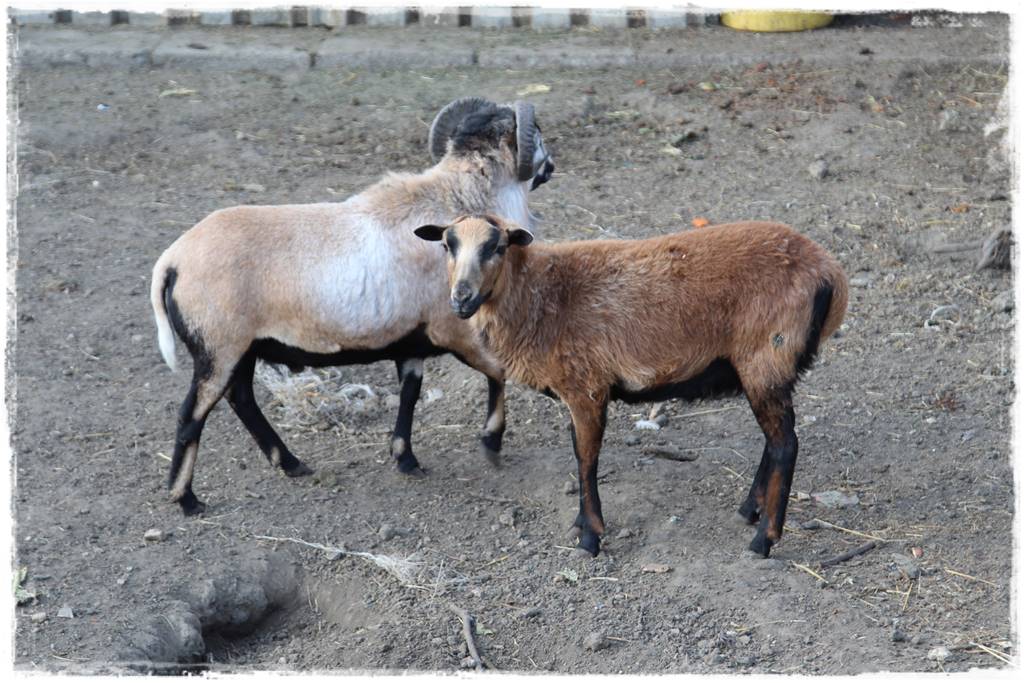 ściółkowanie wełną owczą 6 ściółkowanie wełną owczą 6