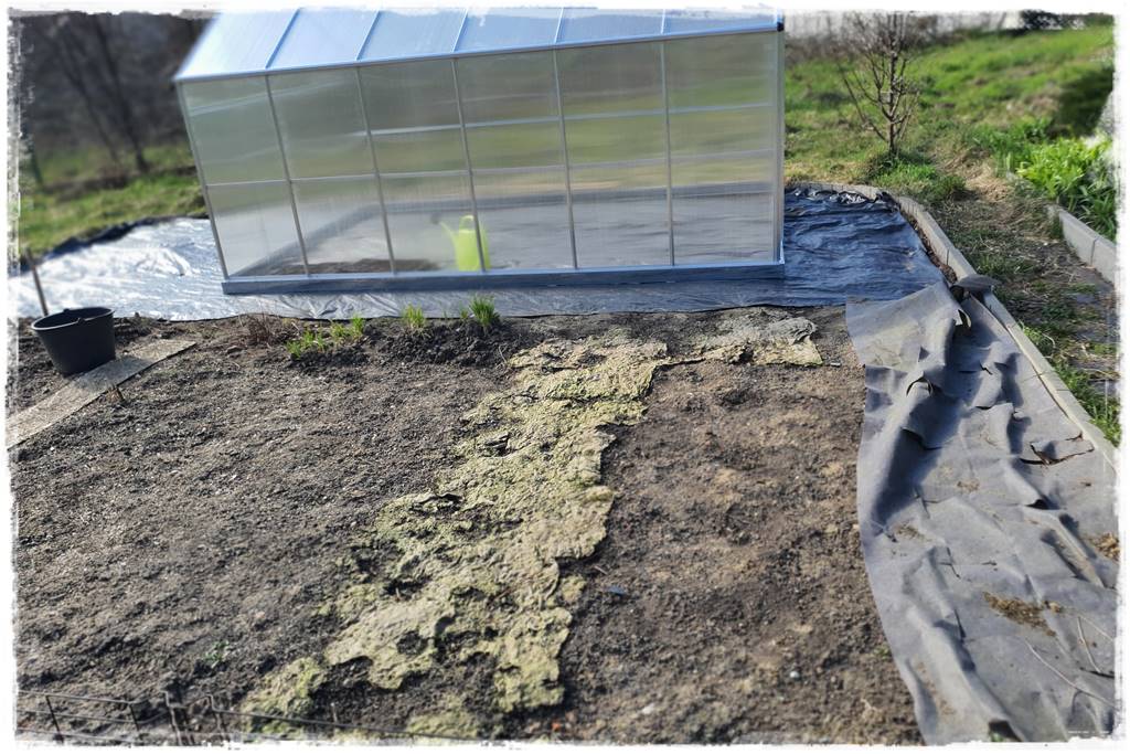 ściółkowanie wełną owczą 8