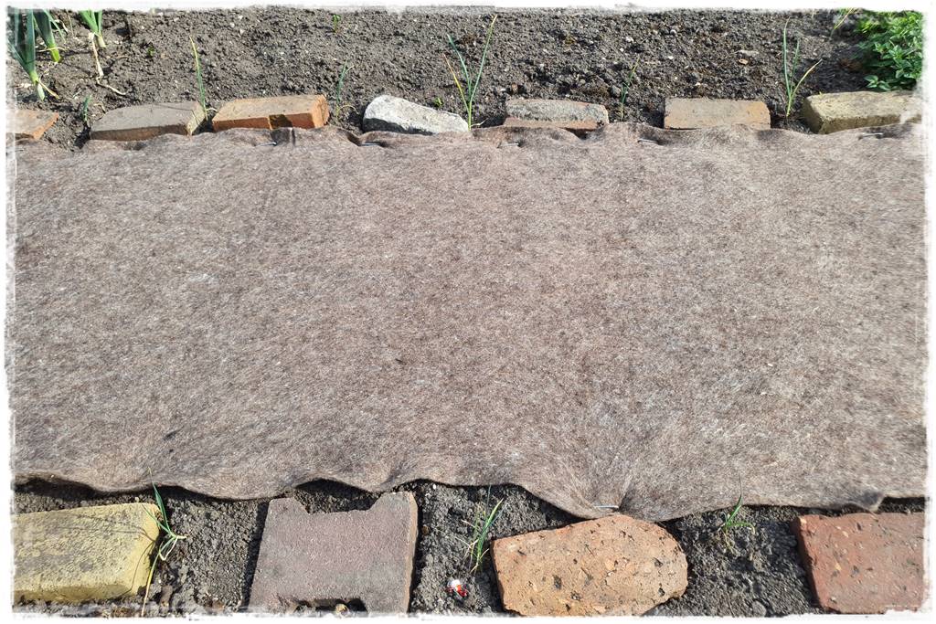 ściółkowanie wełną owczą 9