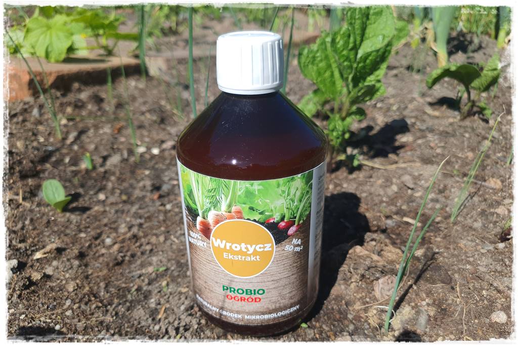 szkodniki glebowe 11