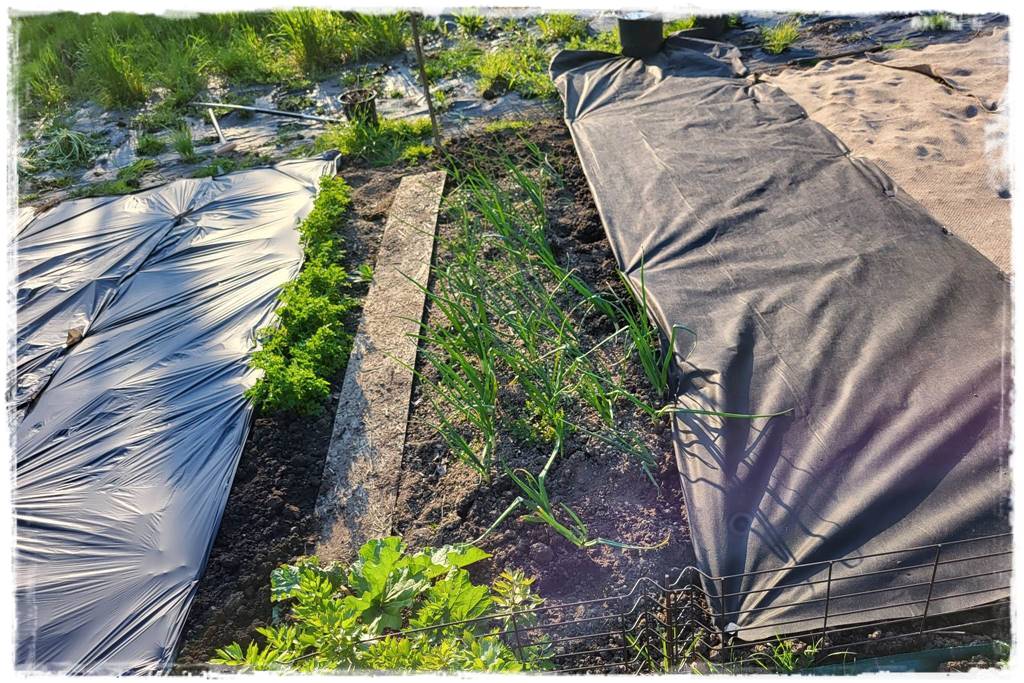 Biowłóknina ściółkująca 1