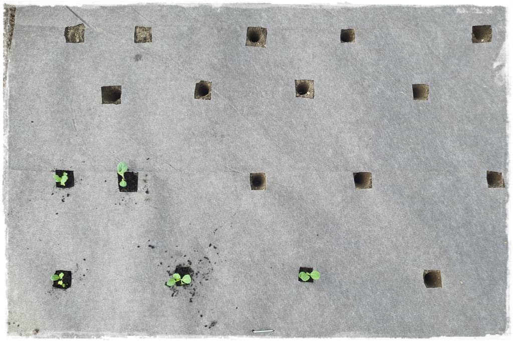 Biowłóknina ściółkująca 10