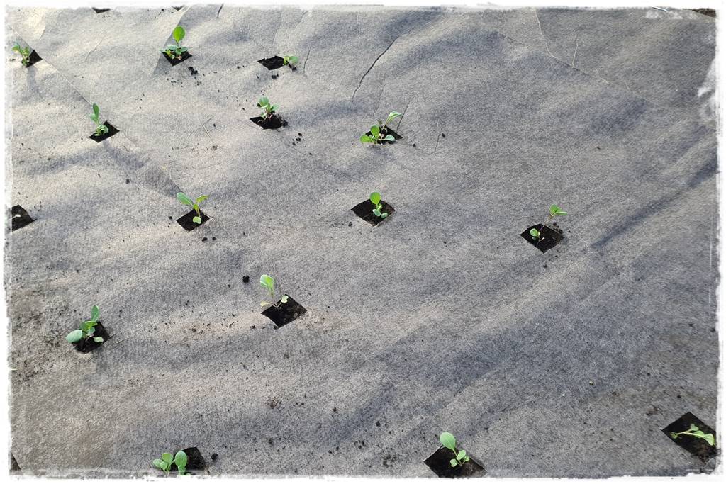 Biowłóknina ściółkująca 11