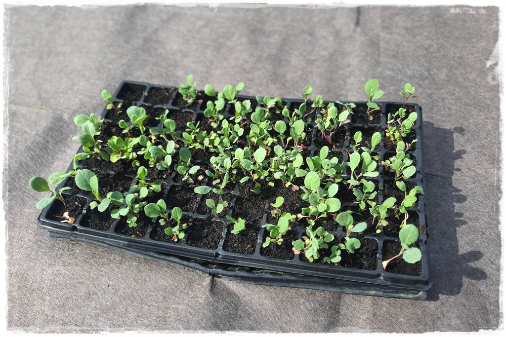 Biowłóknina ściółkująca 15