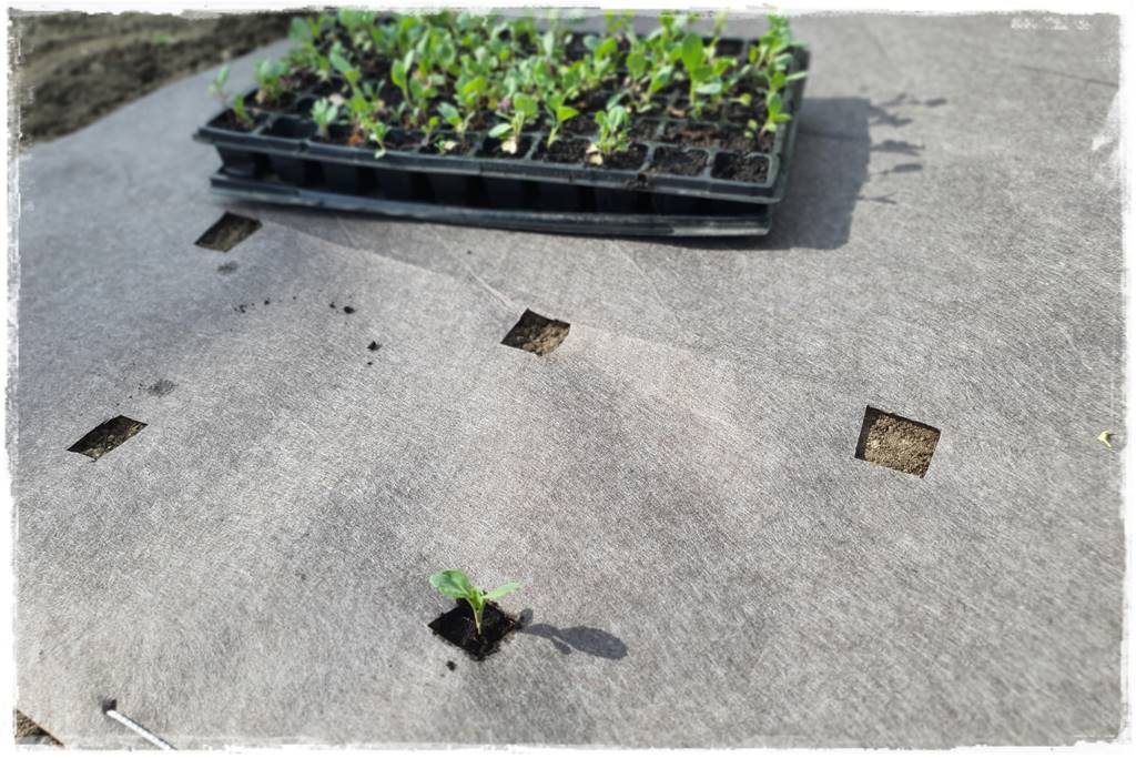 Biowłóknina ściółkująca 16