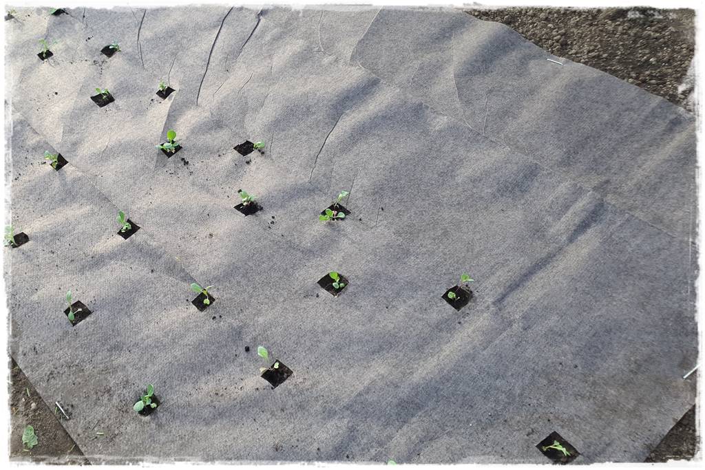 Biowłóknina ściółkująca 17