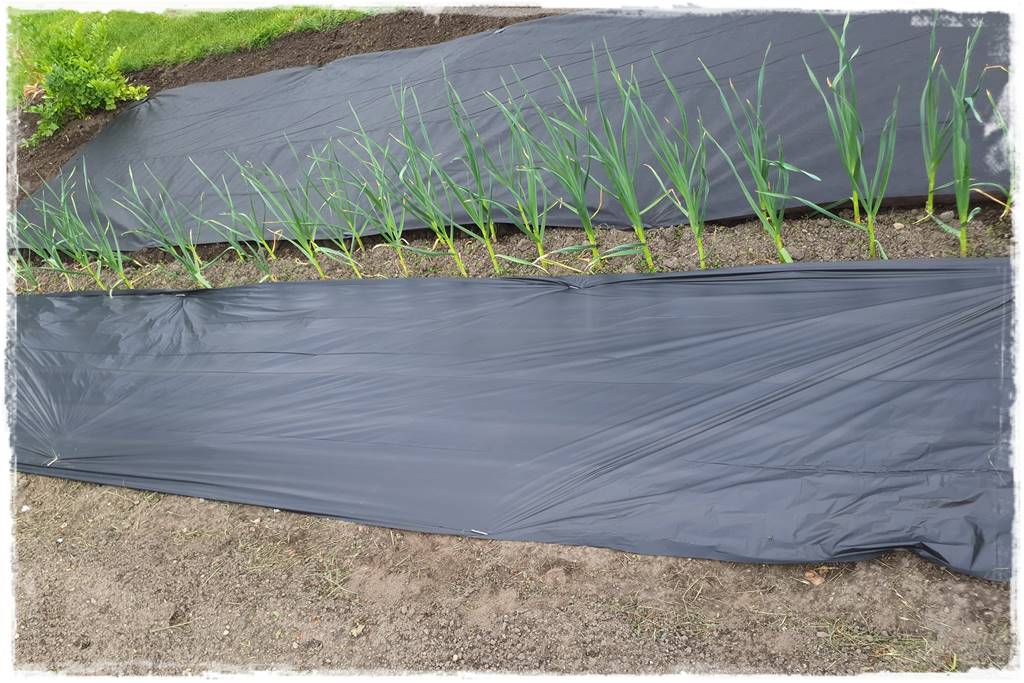 Biowłóknina ściółkująca 22