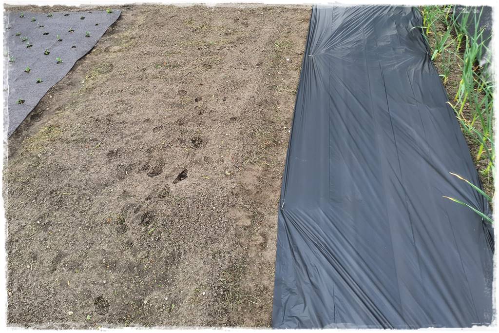 Biowłóknina ściółkująca 23