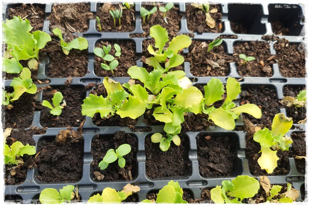 Biowłóknina ściółkująca 26