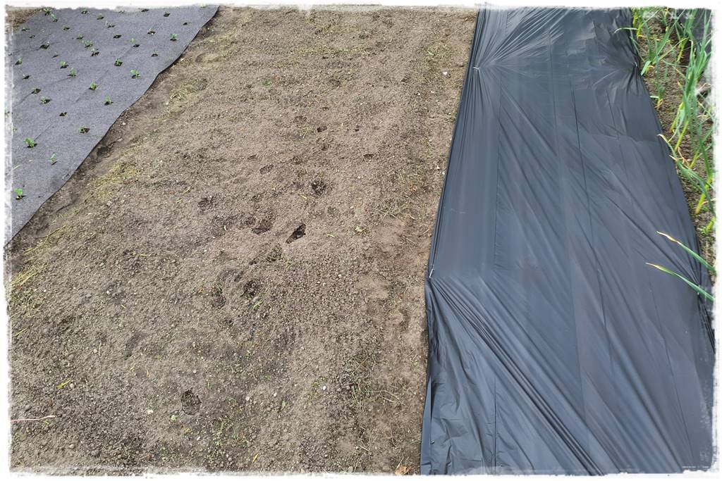 Biowłóknina ściółkująca 5