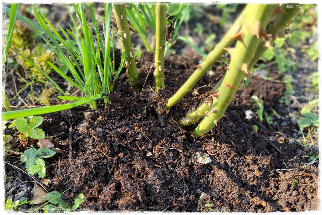 Biowłóknina ściółkująca 6