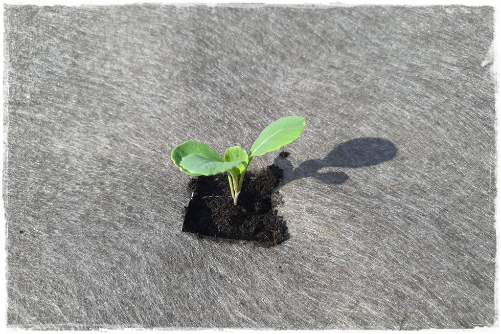 Biowłóknina ściółkująca 9