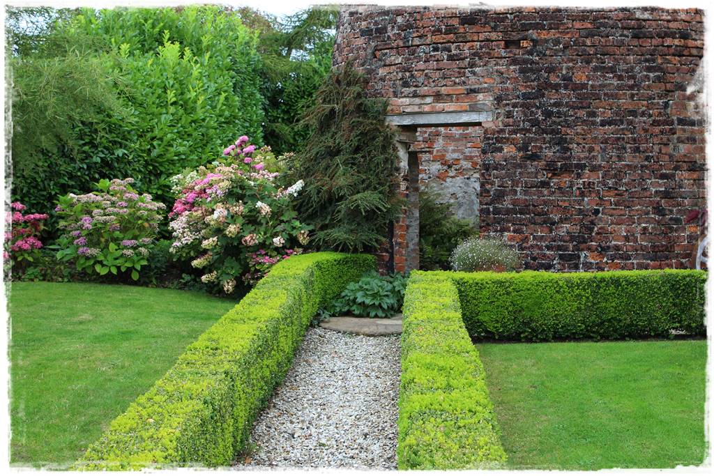 Co zamiast bukszpanu 1 Co zamiast bukszpanu 1