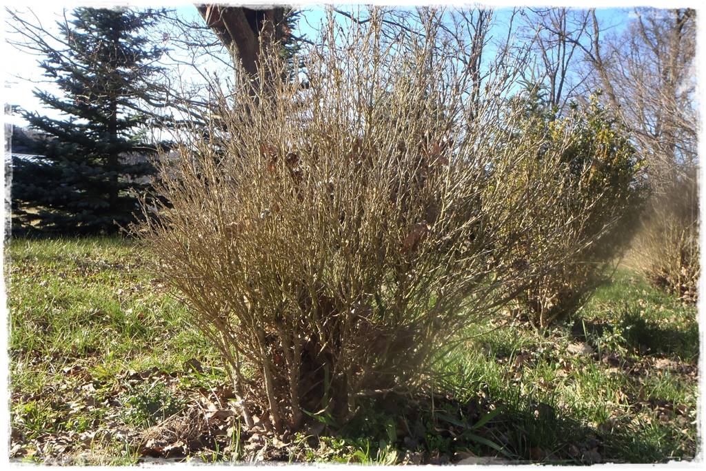 OLYMPUS DIGITAL CAMERA OLYMPUS DIGITAL CAMERA