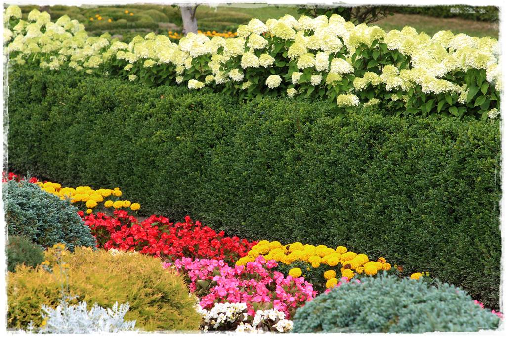 Co zamiast bukszpanu 101 Co zamiast bukszpanu 101