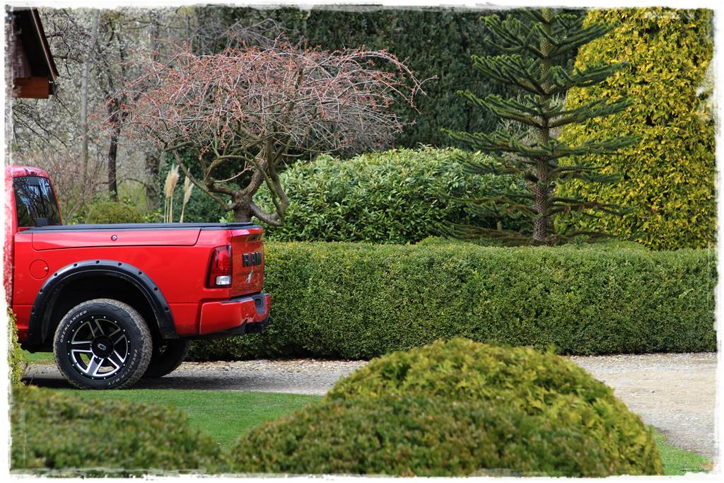 Co zamiast bukszpanu 102 Co zamiast bukszpanu 102