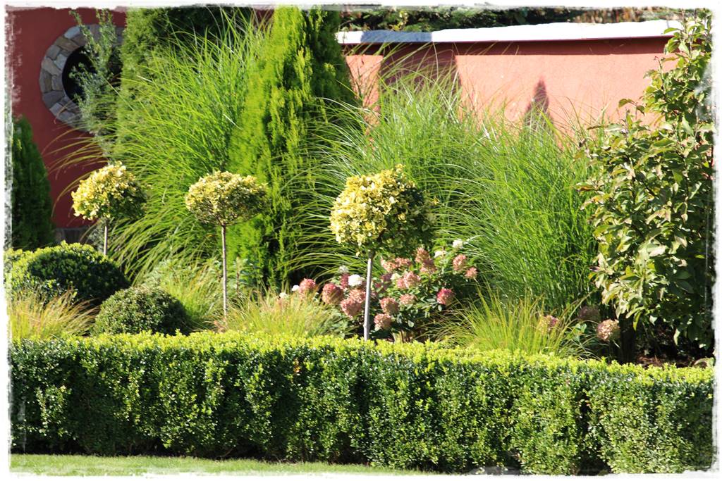 Co zamiast bukszpanu 103 Co zamiast bukszpanu 103