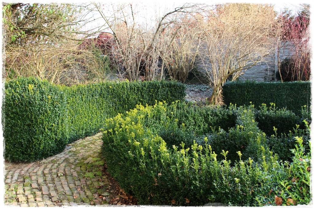 Co zamiast bukszpanu 11 Co zamiast bukszpanu 11