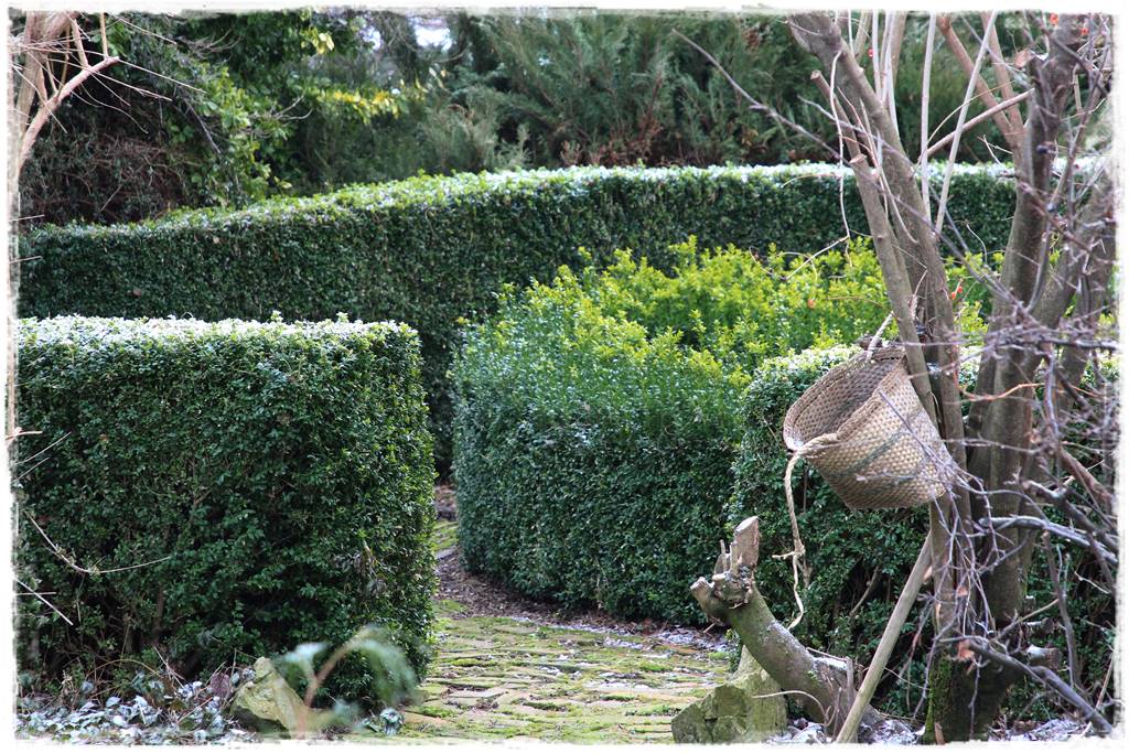 Co zamiast bukszpanu 11a Co zamiast bukszpanu 11a