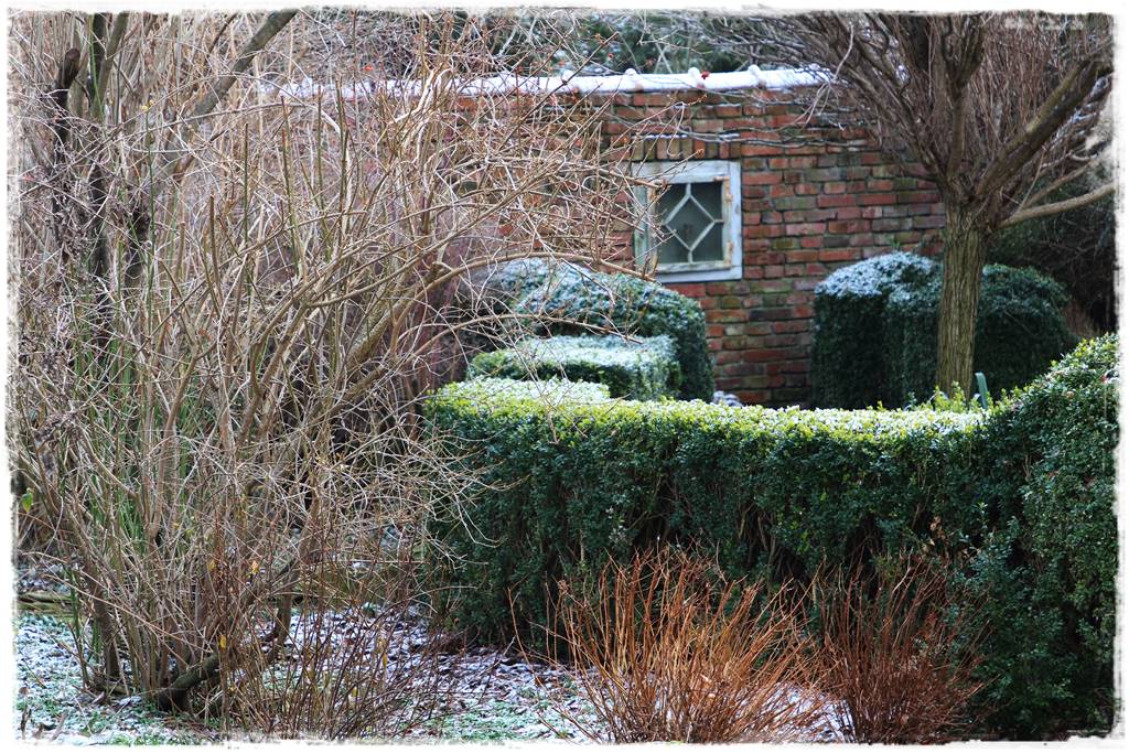 Co zamiast bukszpanu 11b Co zamiast bukszpanu 11b