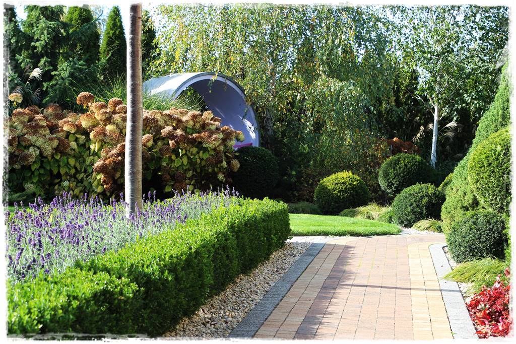 Co zamiast bukszpanu 12