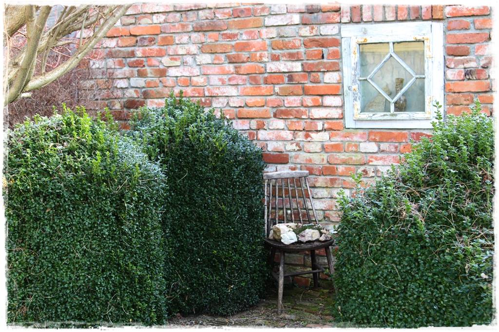 Co zamiast bukszpanu 13 Co zamiast bukszpanu 13