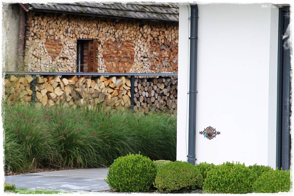 Co zamiast bukszpanu 15 Co zamiast bukszpanu 15