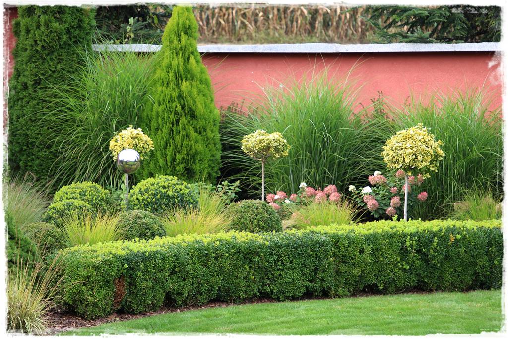 Co zamiast bukszpanu 15b Co zamiast bukszpanu 15b