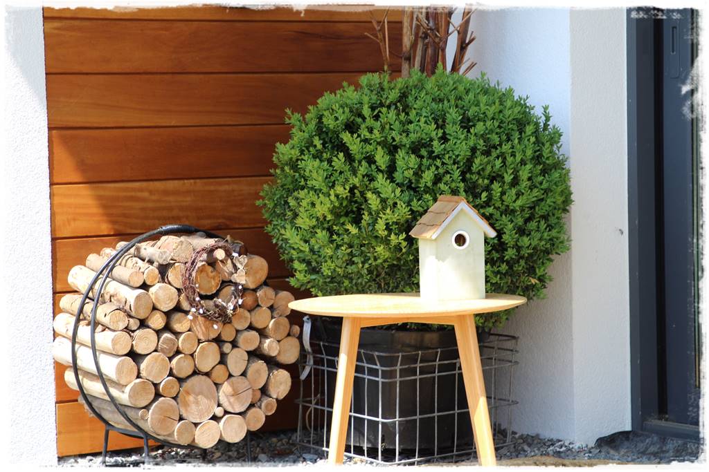 Co zamiast bukszpanu 15c Co zamiast bukszpanu 15c