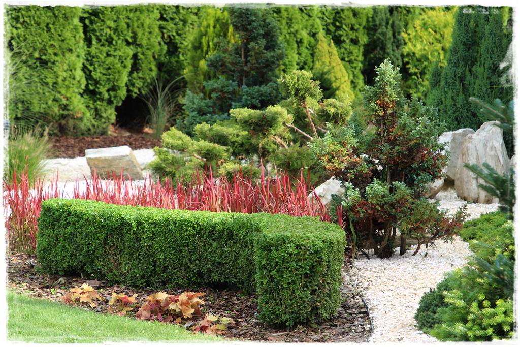 Co zamiast bukszpanu 2 Co zamiast bukszpanu 2