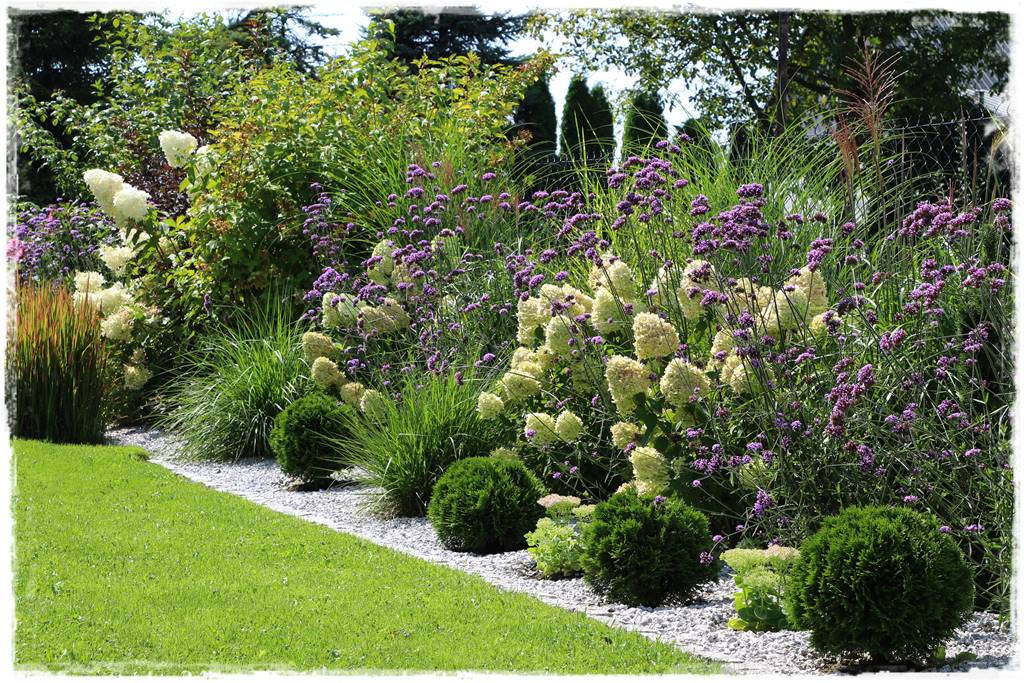 Co zamiast bukszpanu 20 Co zamiast bukszpanu 20