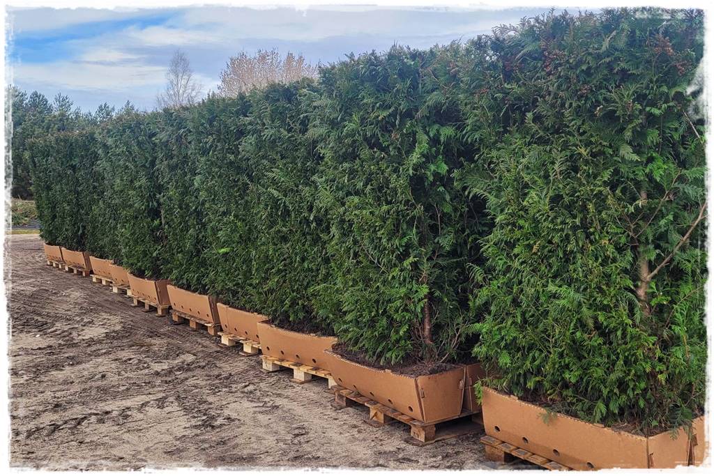 Co zamiast bukszpanu 200 Co zamiast bukszpanu 200