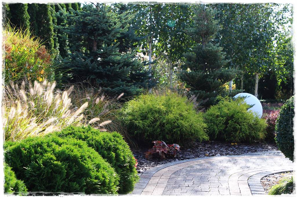 Co zamiast bukszpanu 21 Co zamiast bukszpanu 21