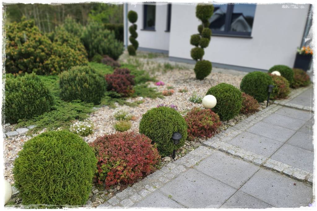 Co zamiast bukszpanu 22 Co zamiast bukszpanu 22