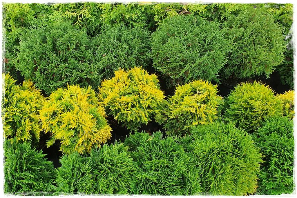 Co zamiast bukszpanu 23 Co zamiast bukszpanu 23