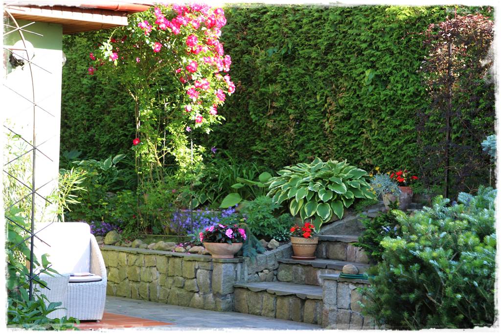 Co zamiast bukszpanu 236 Co zamiast bukszpanu 236