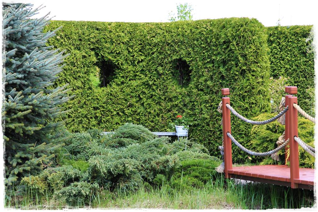 Co zamiast bukszpanu 238 Co zamiast bukszpanu 238