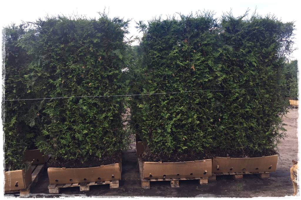 Co zamiast bukszpanu 238a Co zamiast bukszpanu 238a