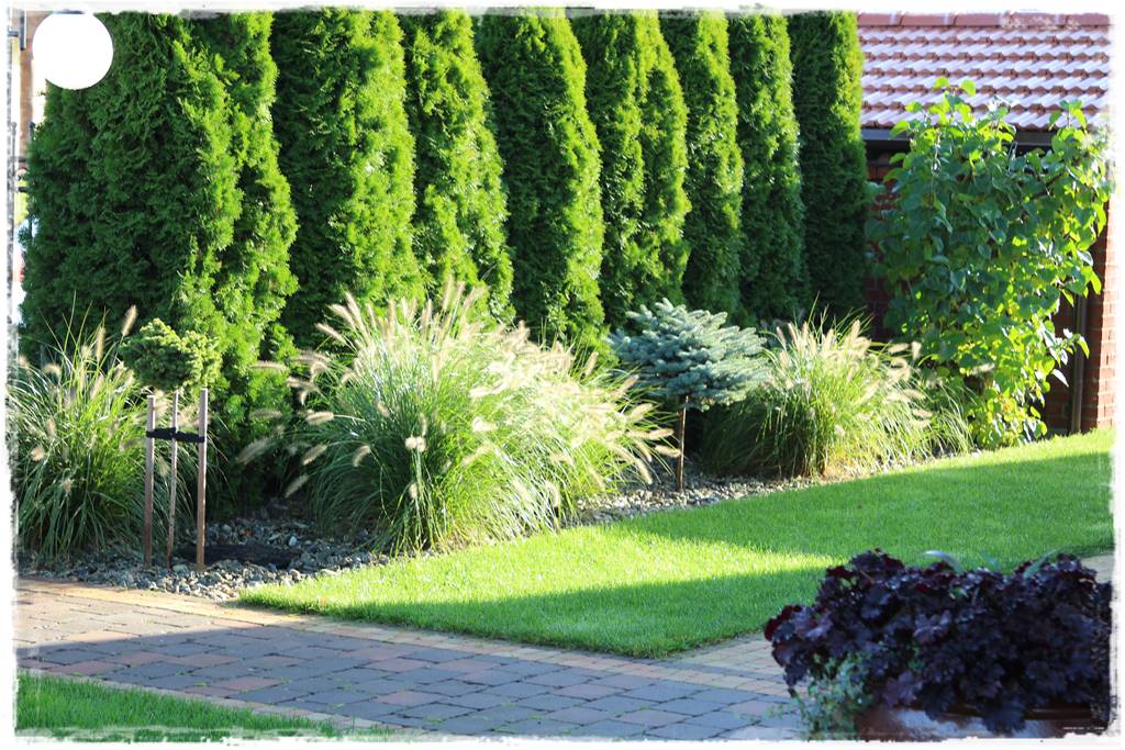 Co zamiast bukszpanu 239 Co zamiast bukszpanu 239